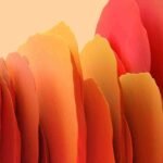 image cropper 1766655141020.jpg